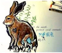 阿萨密兔