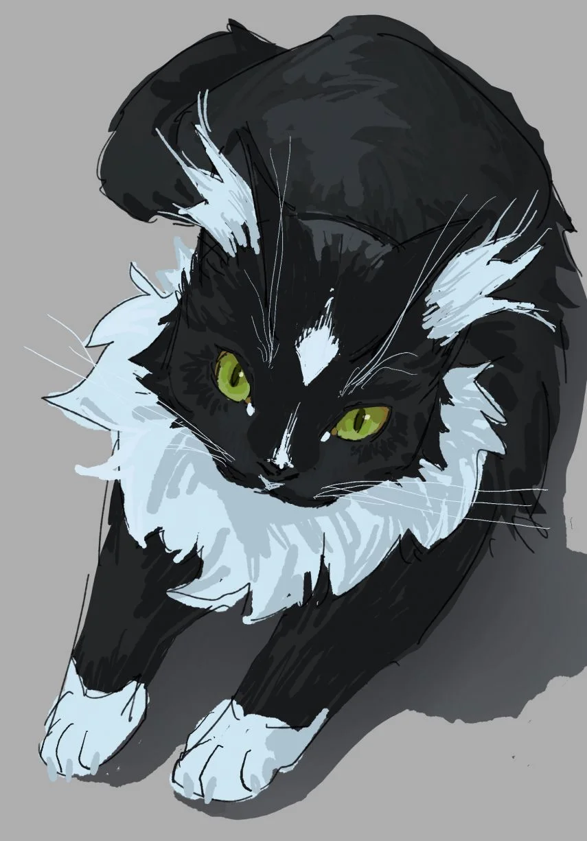 小猫咪 by 白水zzZ