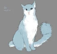 拟猫