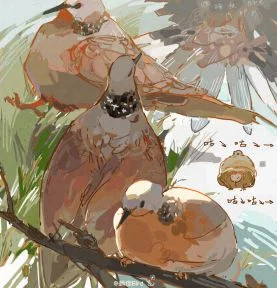 珠颈斑鸠