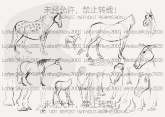 关于家马的习作