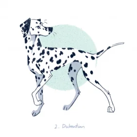 大麦町_Dalmatian