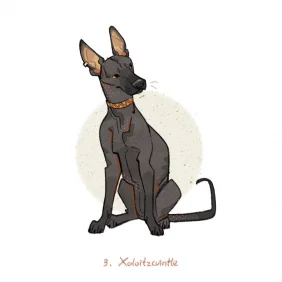墨西哥无毛犬_Xoloitzcuintle