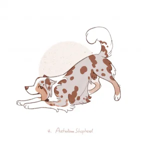 澳大利亚牧羊犬_AustralianShepherd