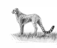 Cheetah sketch