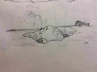 自家小海豹