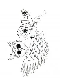 鳞翅 (2)