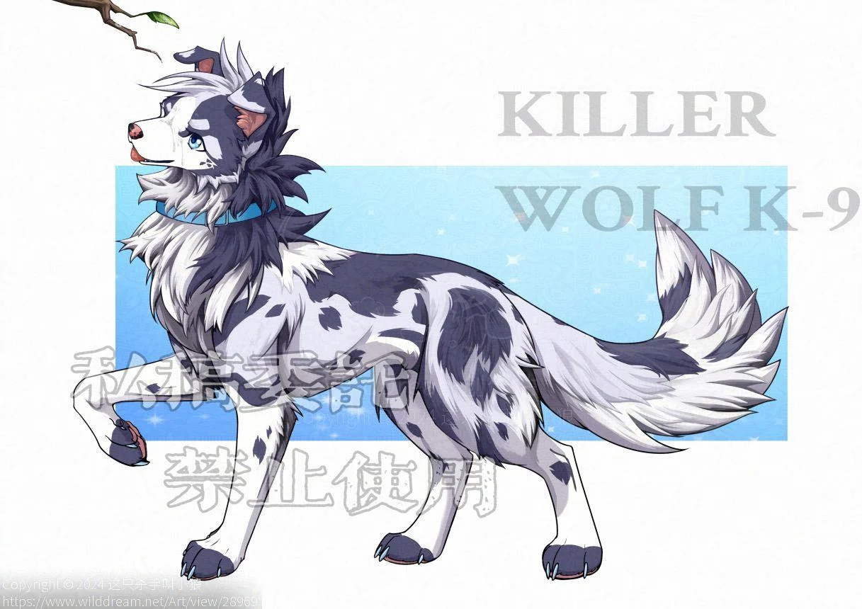 稿件展示 小边牧 by 小狼KillerWolf
