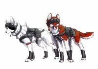特殊作战警用犬