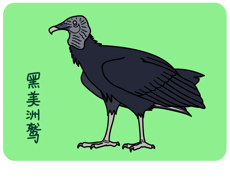黑美洲鹫 by 犬神x徹夜