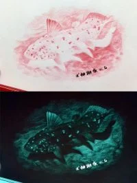 腔棘鱼反色涂