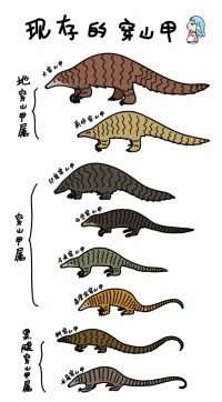 今天是穿山甲日
