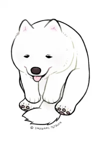 萨摩耶