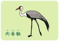 44 肉垂鹤
