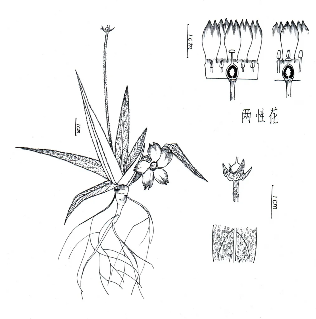 幻想植物——沙漠报春 by 啦buffoon, 非兽人
