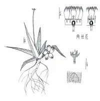 幻想植物——沙漠报春