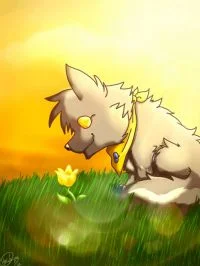 the yellow flower
