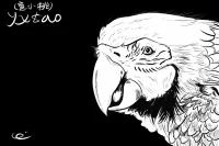 鹦鹉板绘速写