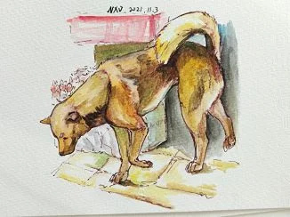 20211103写生——dog