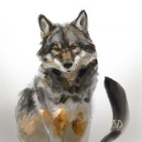 wolf1 by 汪弟