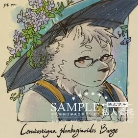 蓝雪花4
