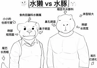 水獭 VS 水豚