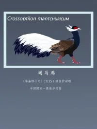 褐马鸡